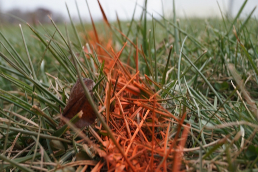 orange work paint on grass